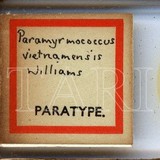 學名:Paramyrmococcus vietnamensis Williams, 1978