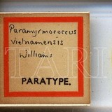 學名:Paramyrmococcus vietnamensis Williams, 1978