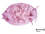 學名:Hordeolicoccus eugeniae (Takahashi, 1942)