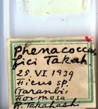 中文種名:榕綿粉介殼蟲學名:Phenacoccus fici Takahashi, 1940