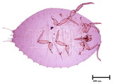 中文種名:榕綿粉介殼蟲學名:Phenacoccus fici Takahashi, 1940