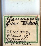 中文種名:榕綿粉介殼蟲學名:Phenacoccus fici Takahashi, 1940