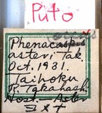 中文種名:菊綿粉介殼蟲學名:Phenacoccus asteri Takahashi, 1932