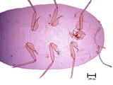中文種名:突眼星粉介殼蟲學名:Heliococcus bambusae (Takahashi, 1930)