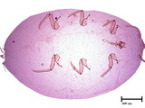 中文種名:桑粉介殼蟲學名:Maconellicoccus hirsutus (Green, 1908)