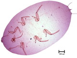 中文種名:桑粉介殼蟲學名:Maconellicoccus hirsutus (Green, 1908)