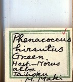 中文種名:桑粉介殼蟲學名:Maconellicoccus hirsutus (Green, 1908)