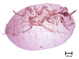 中文種名:桑粉介殼蟲學名:Maconellicoccus hirsutus (Green, 1908)