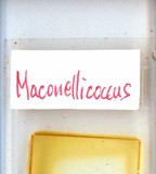 中文種名:桑粉介殼蟲學名:Maconellicoccus hirsutus (Green, 1908)