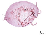 中文種名:桑粉介殼蟲學名:Maconellicoccus hirsutus (Green, 1908)