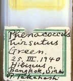 中文種名:桑粉介殼蟲學名:Maconellicoccus hirsutus (Green, 1908)