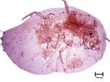 中文種名:桑粉介殼蟲學名:Maconellicoccus hirsutus (Green, 1908)