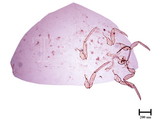 中文種名:桑粉介殼蟲學名:Maconellicoccus hirsutus (Green, 1908)