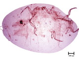 中文種名:桑粉介殼蟲學名:Maconellicoccus hirsutus (Green, 1908)