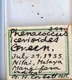 學名:Rastrococcus iceryoides (Green, 1908)