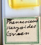 學名:Rastrococcus iceryoides (Green, 1908)