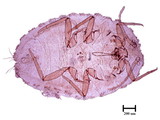 學名:Rastrococcus iceryoides (Green, 1908)