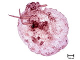 學名:Rastrococcus iceryoides (Green, 1908)