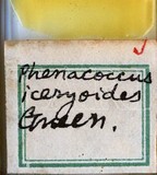 學名:Rastrococcus iceryoides (Green, 1908)
