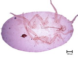 中文種名:刺平粉介殼蟲學名:Rastrococcus spinosus (Robinson, 1918)