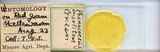 ǦW:Coccidohystrix insolita(Green, 1908)
