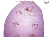 中文種名:芒毛粉介殼蟲學名:Pilococcus miscanthi Takahashi, 1928