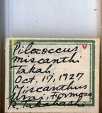 中文種名:芒毛粉介殼蟲學名:Pilococcus miscanthi Takahashi, 1928