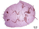 中文種名:芒毛粉介殼蟲學名:Pilococcus miscanthi Takahashi, 1928