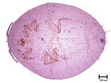 中文種名:芒毛粉介殼蟲學名:Pilococcus miscanthi Takahashi, 1928