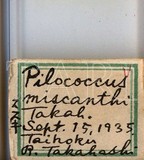 中文種名:芒毛粉介殼蟲學名:Pilococcus miscanthi Takahashi, 1928