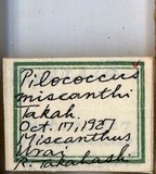 中文種名:芒毛粉介殼蟲學名:Pilococcus miscanthi Takahashi, 1928