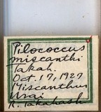 中文種名:芒毛粉介殼蟲學名:Pilococcus miscanthi Takahashi, 1928