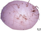 中文種名:芒毛粉介殼蟲學名:Pilococcus miscanthi Takahashi, 1928
