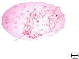 中文種名:長尾粉介殼蟲學名:Pseudococcus longispinus (Targioni-Tozzetti, 1867)