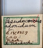 中文種名:長尾粉介殼蟲學名:Pseudococcus longispinus (Targioni-Tozzetti, 1867)