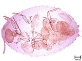 學名:Planococcus angkorensis (Takahashi, 1942)