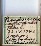 學名:Planococcus angkorensis (Takahashi, 1942)