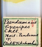 中文種名:鳳梨嫡粉介殼蟲學名:Dysmicoccus brevipes (Cockerell, 1893)