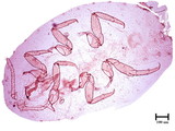 中文種名:鳳梨嫡粉介殼蟲學名:Dysmicoccus brevipes (Cockerell, 1893)