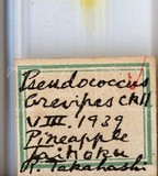中文種名:鳳梨嫡粉介殼蟲學名:Dysmicoccus brevipes (Cockerell, 1893)