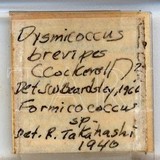 中文種名:鳳梨嫡粉介殼蟲學名:Dysmicoccus brevipes (Cockerell, 1893)