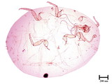 中文種名:鳳梨嫡粉介殼蟲學名:Dysmicoccus brevipes (Cockerell, 1893)