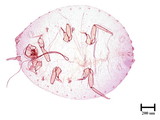 中文種名:鳳梨嫡粉介殼蟲學名:Dysmicoccus brevipes (Cockerell, 1893)