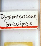 中文種名:鳳梨嫡粉介殼蟲學名:Dysmicoccus brevipes (Cockerell, 1893)