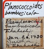中文種名:臺灣竹粉介殼蟲學名:Pseudococcus bambusicola Takahashi, 1930