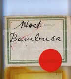 中文種名:臺灣竹粉介殼蟲學名:Pseudococcus bambusicola Takahashi, 1930