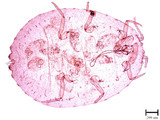 學名:Laminicoccus pandani (Cockerell, 1985)