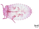 學名:Laminicoccus pandani (Cockerell, 1985)