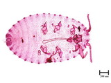 學名:Laminicoccus pandani (Cockerell, 1985)