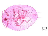 中文種名:知本粉介殼蟲學名:Crisicoccus chiponensis (Takahashi, 1939)